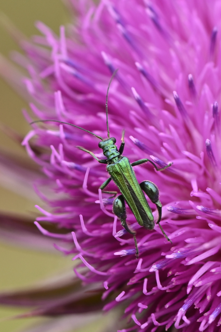 Schockfarben