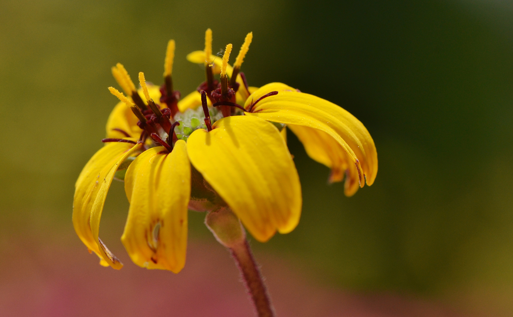 Schockoladenblume