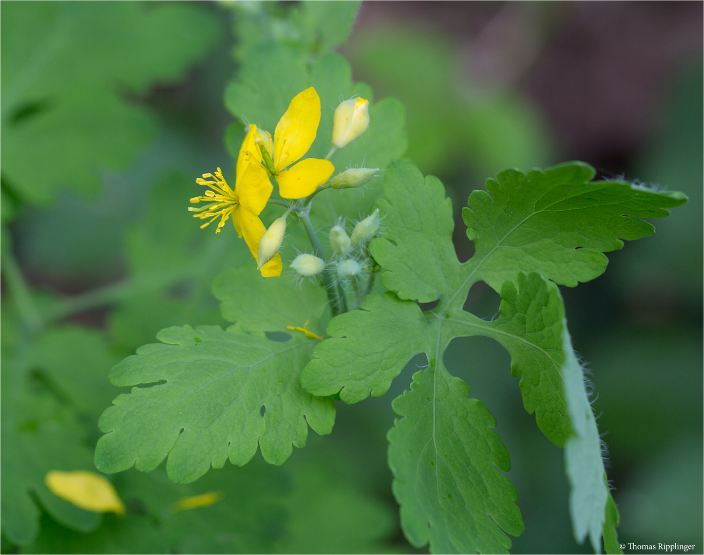 Schöllkraut (Chelidonium majus)