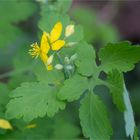 Schöllkraut (Chelidonium majus)