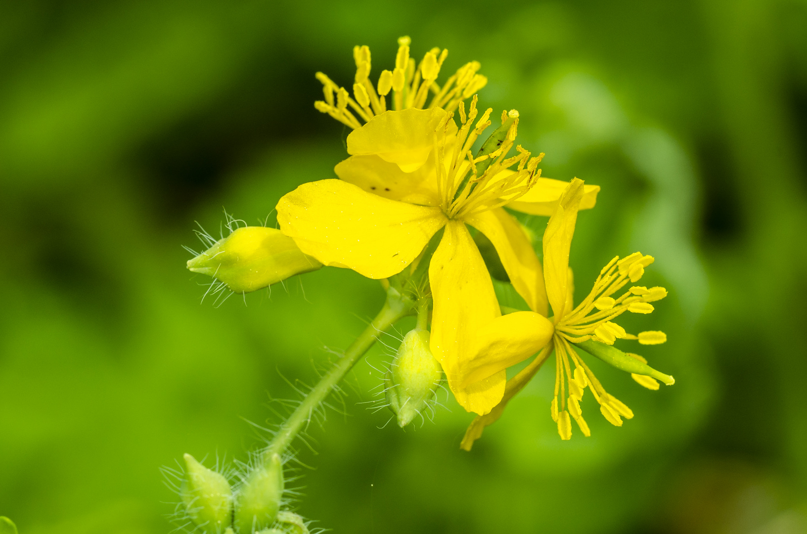 Schöllkraut (Chelidonium majus)