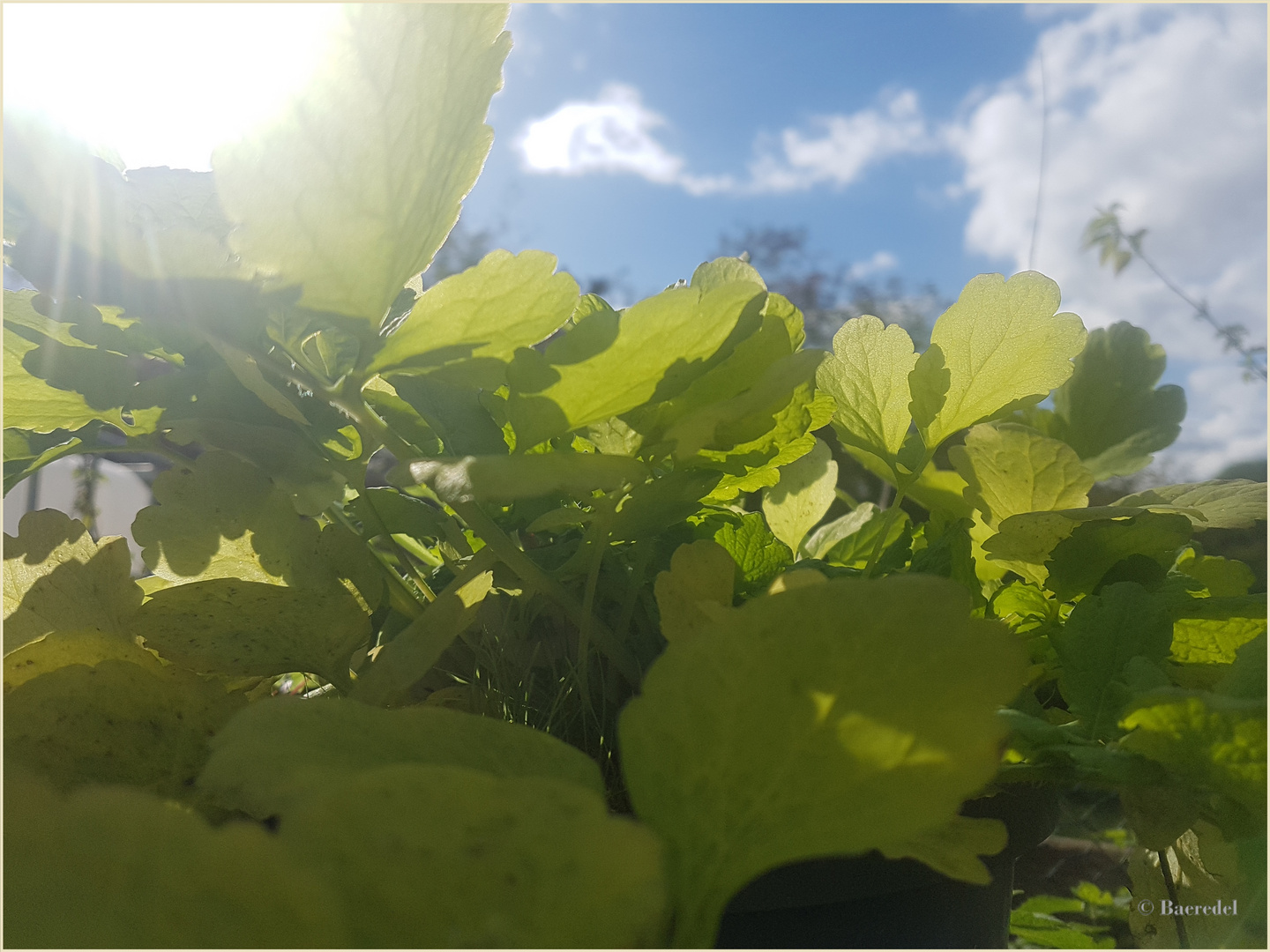 Schöllkraut im Sonnenlicht