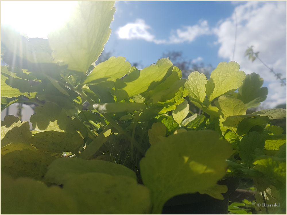 Schöllkraut im Sonnenlicht