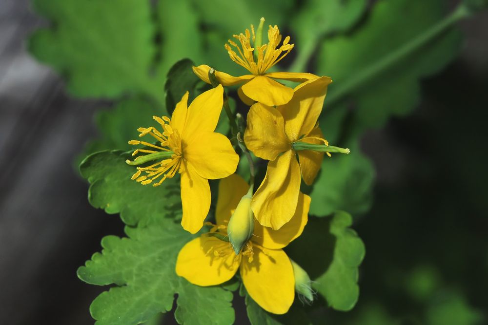 Schöllkraut, Warzenkraut (Chelidonium majus)