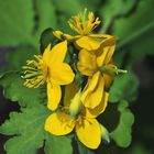 Schöllkraut, Warzenkraut (Chelidonium majus)