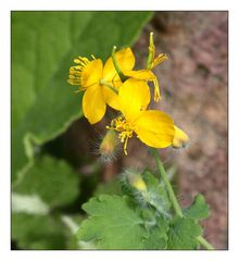 Schoellkraut_100_3691_Chelidonium majus