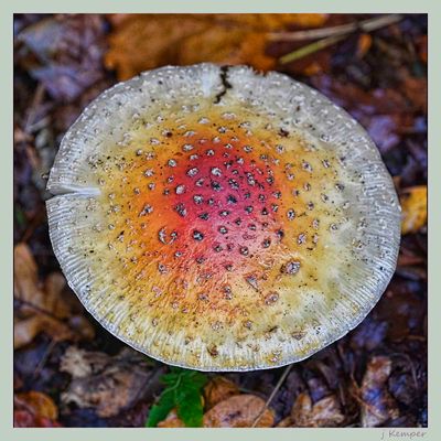 - schön, aber ungenießbar -