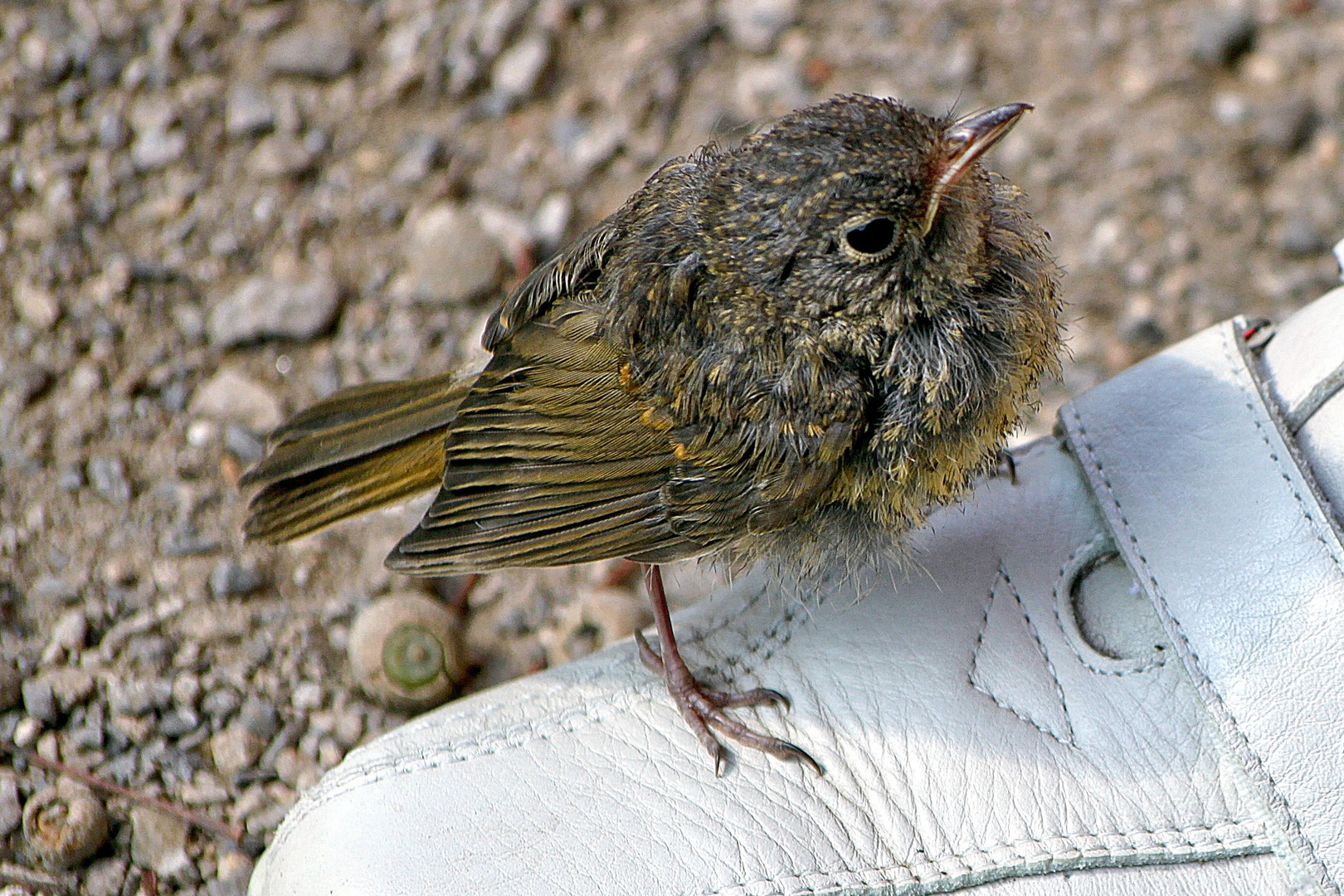 schön bei Fuß