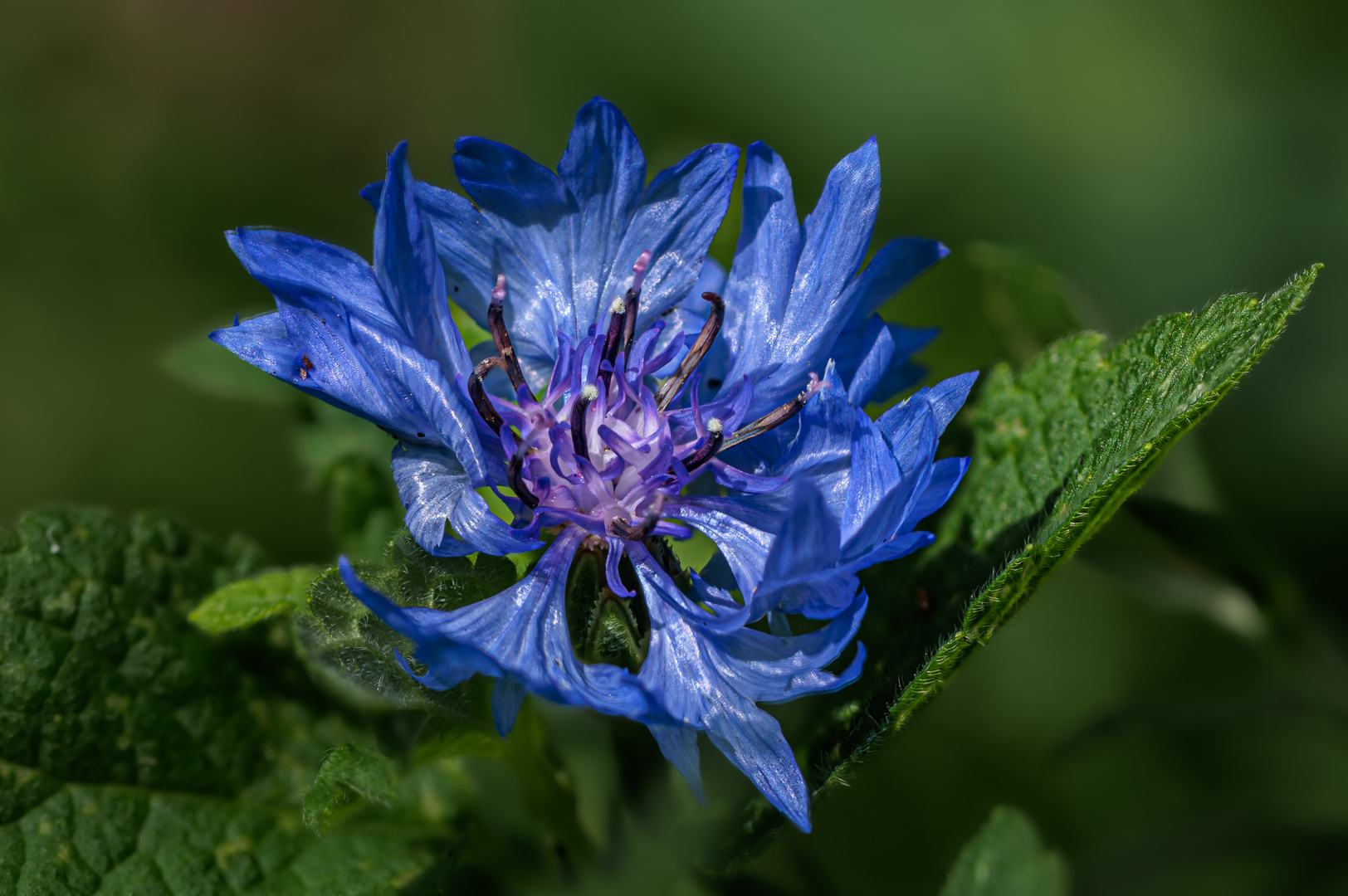 schön blau