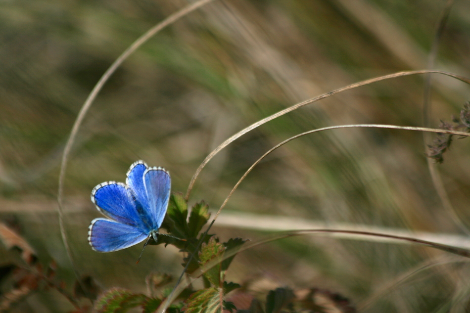 schön blau