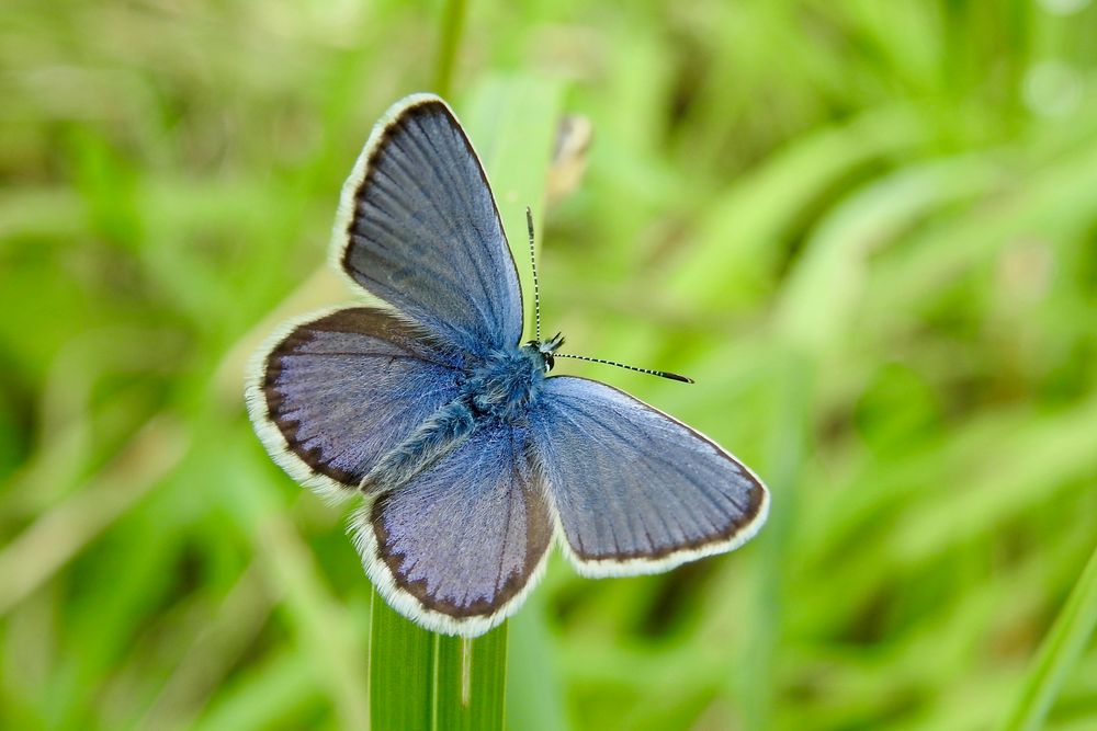 schön Blau ?