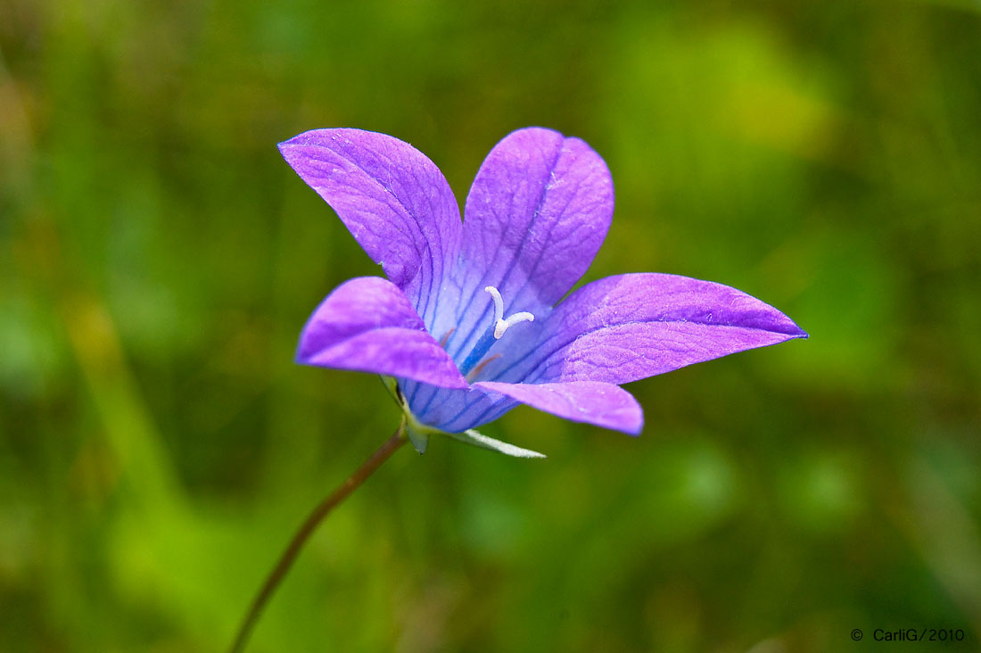 Schön Blau blühend….