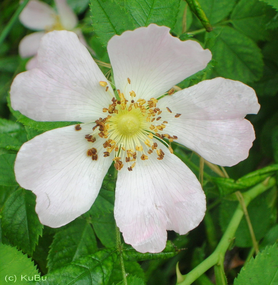 Schön blühen die Heckenrosen