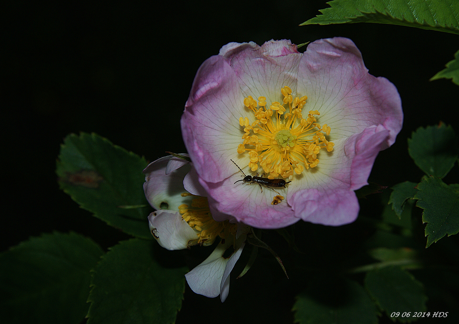 Schön blühn die Heckenrosen...