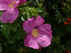 Schön blüh'n die Heckenrosen