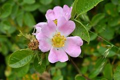 Schön blühn die Heckenrosen