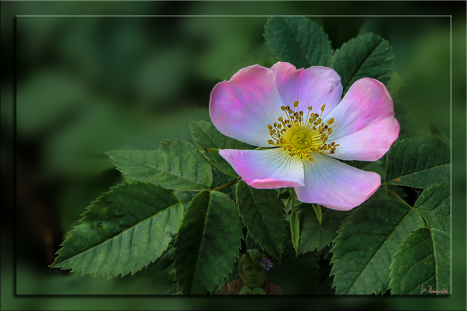 Schön blüh'n die Heckenrosen  ....