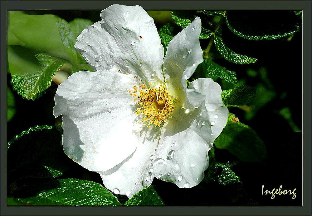 ... schön blühn die Heckenrosen . . .