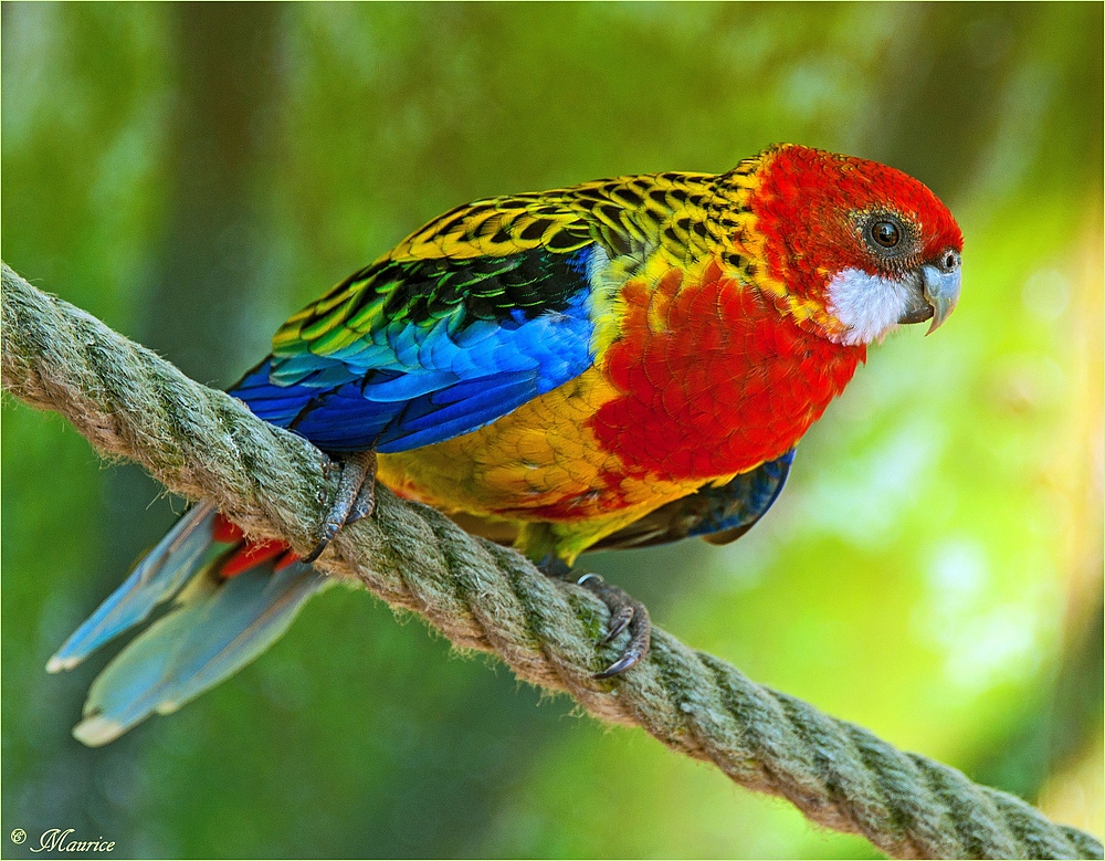 > SCHÖN BUNT Foto & Bild | tiere, zoo, wildpark & falknerei, vögel