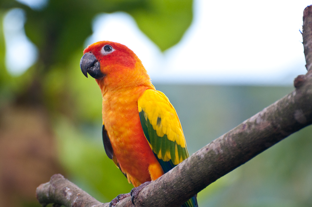 Schön bunt... Foto & Bild | tiere, zoo, wildpark & falknerei, vögel