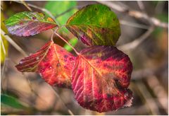 Planzen-Herbst