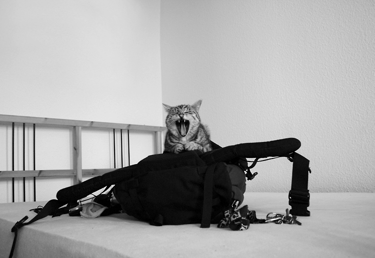 Schön Das Du Wieder Da Bist Foto Bild Tiere Haustiere Katzen Schön Das Du Wieder Da Bist