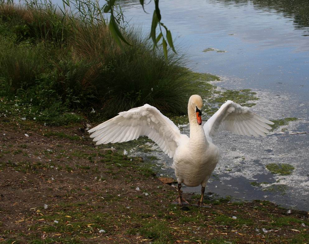 Schön das Wasser abschütteln