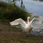 Schön das Wasser abschütteln