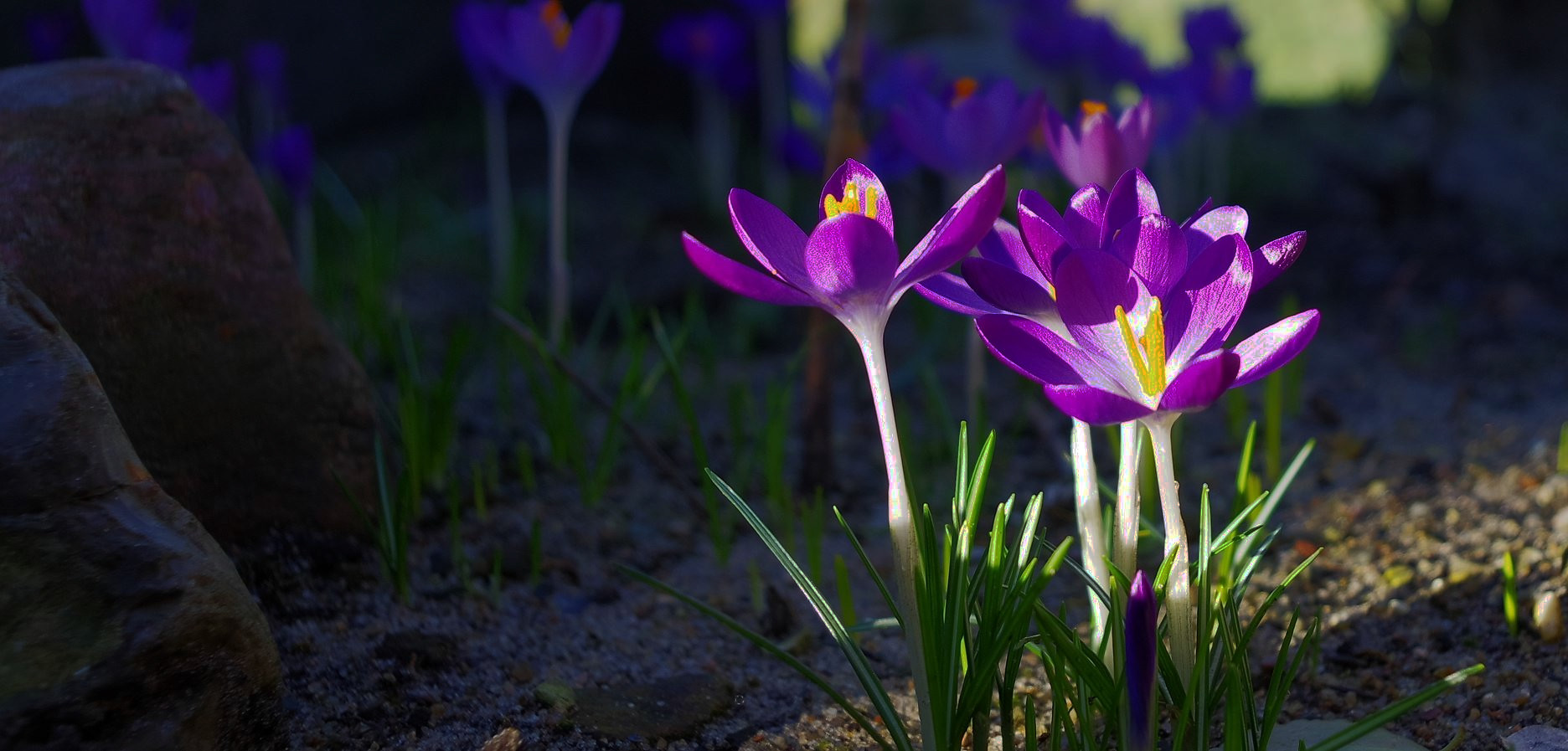 Schön dass die Krokusse sich so gut vermehren Foto & Bild pflanzen
