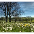 Schön dass er immer wieder kommt, der Frühling...!