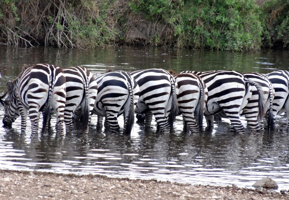 Schön, dass Ihr da seid Foto & Bild africa, eastern africa, tanzania