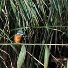 Schön die Waage halten... Eisvogel auf einem Schilfhalm