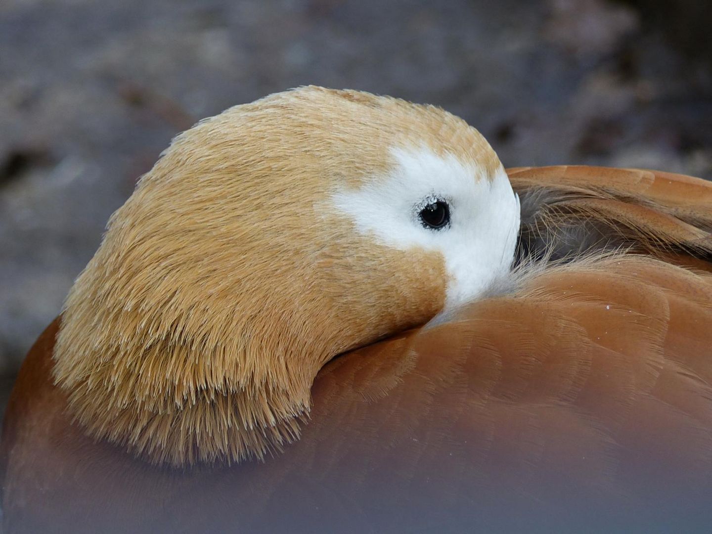 Schön Einkuscheln  es wird kalt 