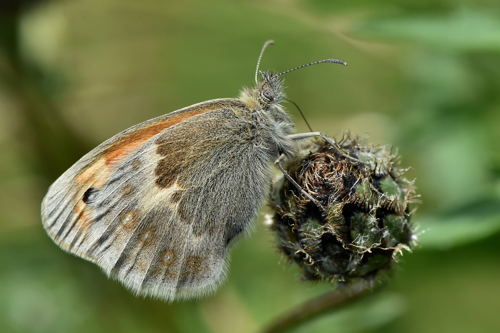 Schön flauschig