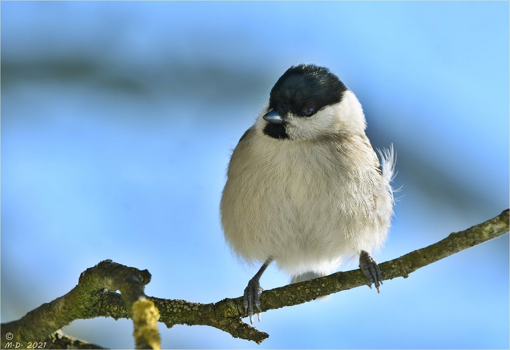 Schön fluffig ...