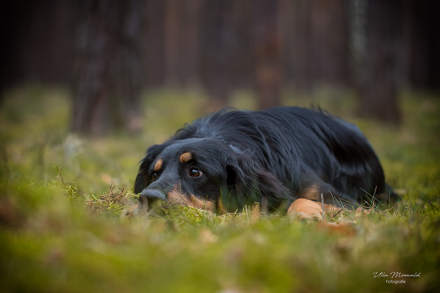 &hellip;schön gechillt&hellip; Foto &amp; Bild hunde, hund, natur Bilder auf
