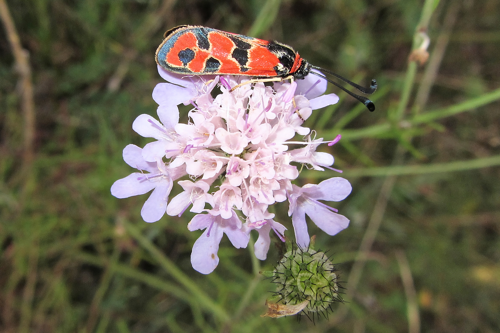 schön gemustert, das Bergkronwicken-Widderchen (Zygaena fausta) 