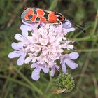 schön gemustert, das Bergkronwicken-Widderchen (Zygaena fausta) 