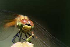 Schön geschminkt ! Blutrote Heidelibelle - Weibchen - ( Sympetrum sanguineum ) Bild III