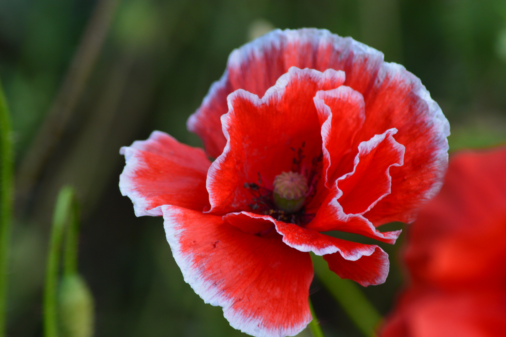 schön gezeichnete Mohnblüte