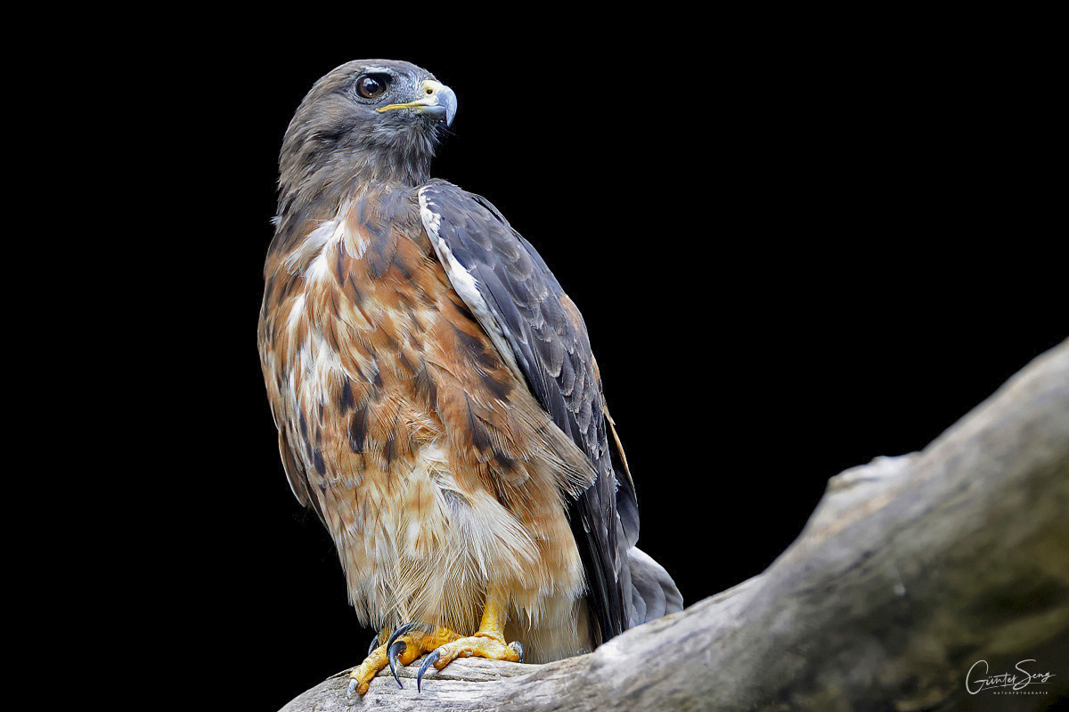 Schön gezeichneter Bussard