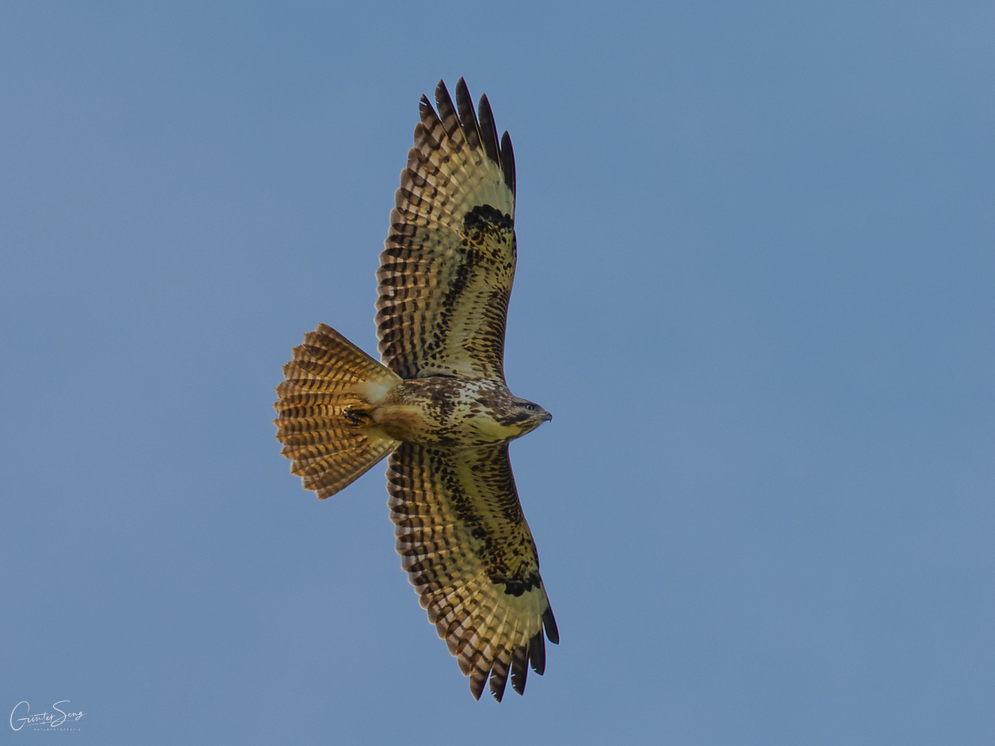 Schön gezeichneter Buteo buteo...