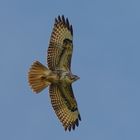 Schön gezeichneter Buteo buteo...