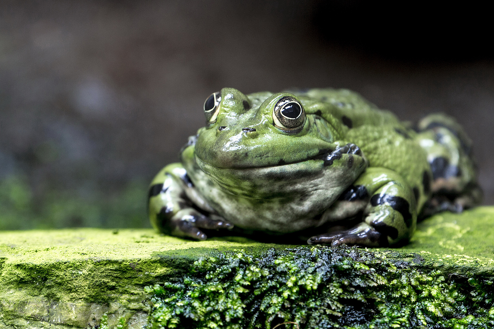 schön grün - Wasserfrosch - Edible frog