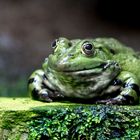 schön grün - Wasserfrosch - Edible frog