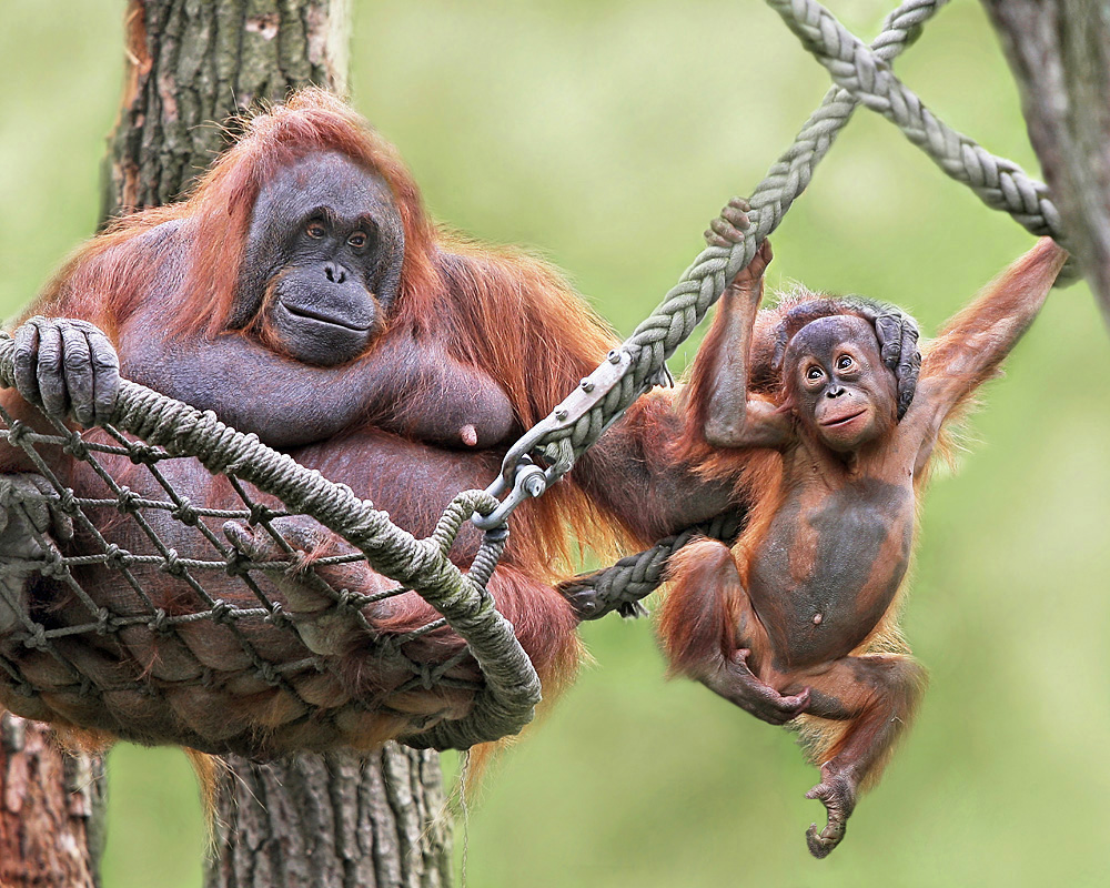 Schön Hier bleiben - Zoo Münster