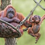 Schön Hier bleiben - Zoo Münster