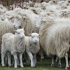 Schön hierbleiben gleich überqueren wir die Straße