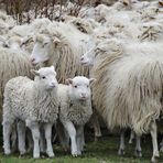 Schön hierbleiben gleich überqueren wir die Straße