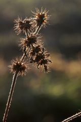 schön im Abendlicht